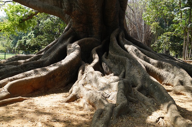 200 years old Tree in Bangalore - Foto by maxpixels.net